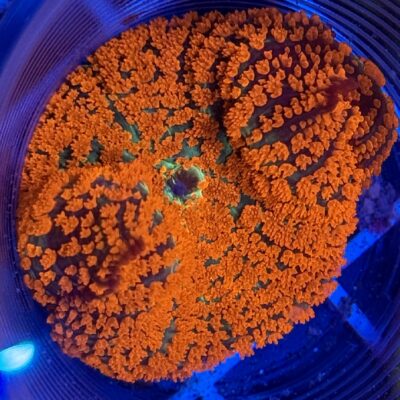WWC Deadpool Mushroom