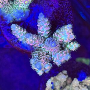 Rainbow Turquoise Tenuis