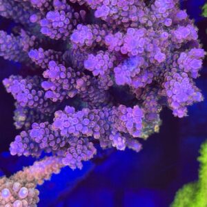 Purple Passion Acro