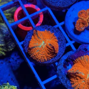 WWC Deadpool Mushroom