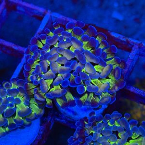 Jelly Beans Euphyllia paraancora
