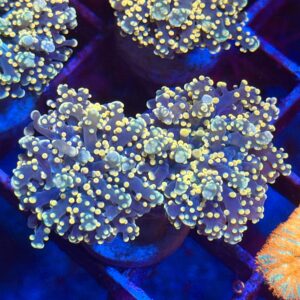 Эуфиллия Gold Spot Frogspawn