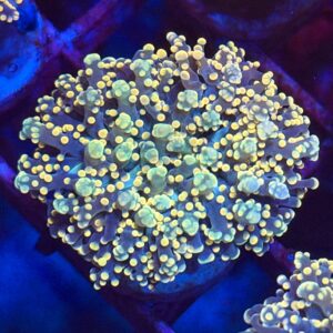 Эуфиллия Gold Spot Frogspawn