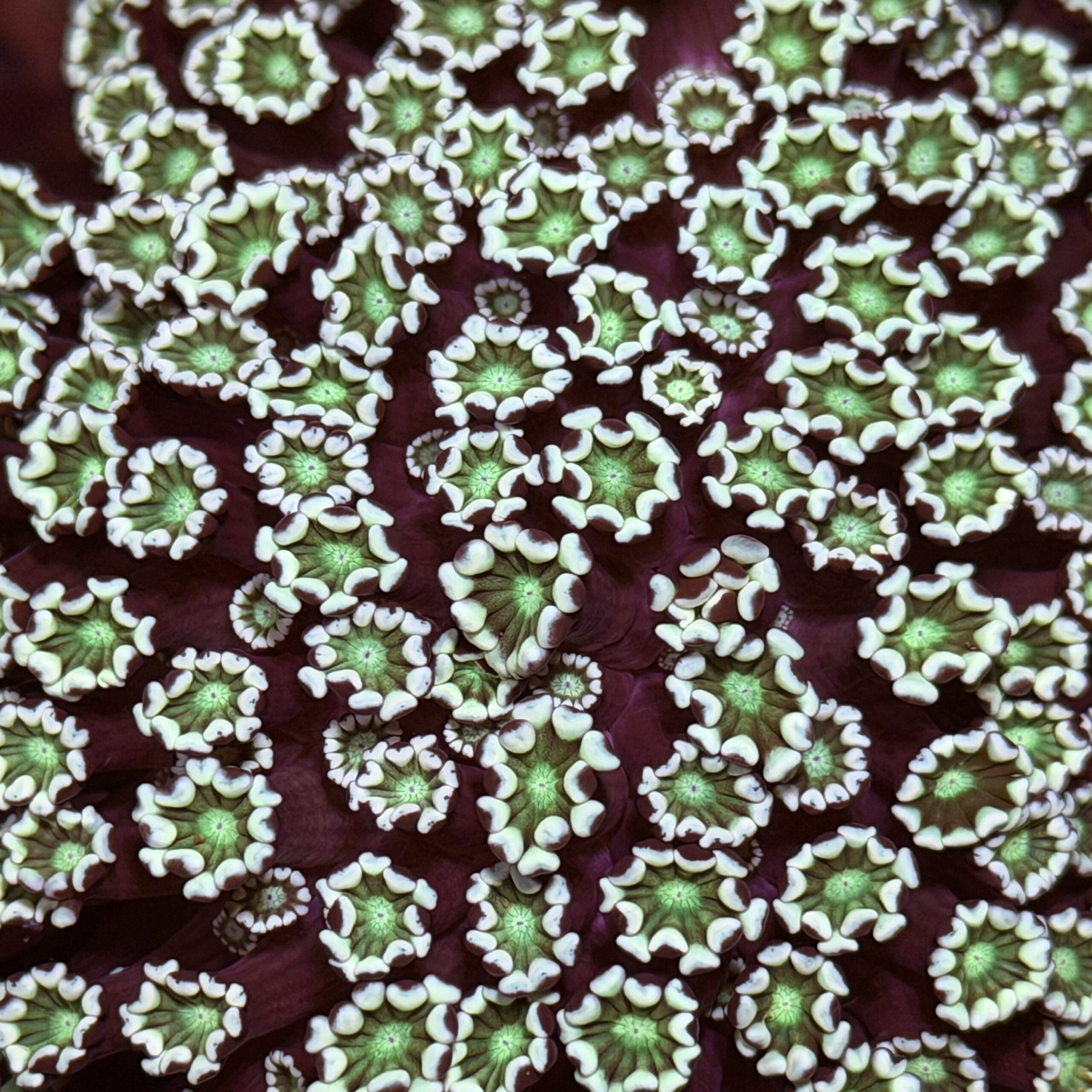 Альвеопора Emeralds Колония
