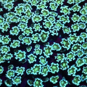 Альвеопора Emeralds Колония