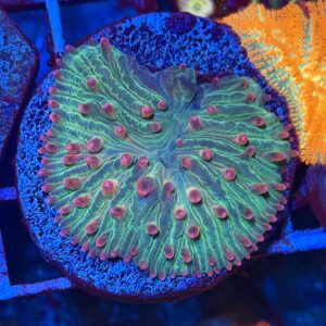 Фунгия Strawberry Ice Aquacultured Plate