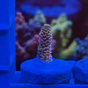 Акропора ASD Rainbow Millepora