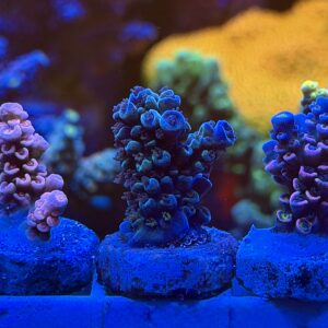 Акропора Blue Monster