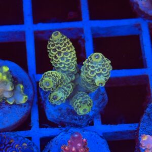 Акропора Spathulata Green Yellow