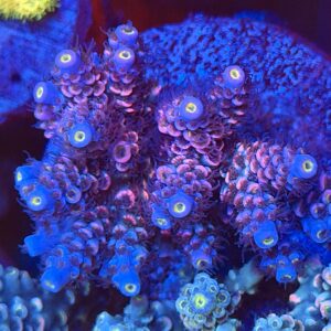 Акропора Ultraviolet Tenuis