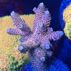 Акропора Heaven and Hell Millepora