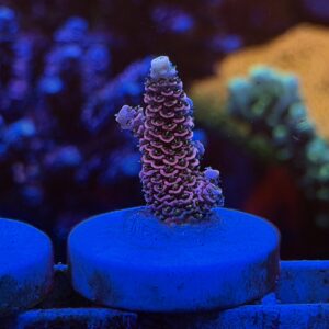 Акропора Heaven and Hell Millepora