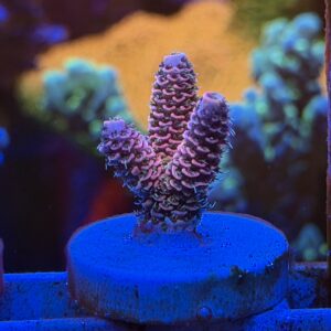 Акропора Heaven and Hell Millepora