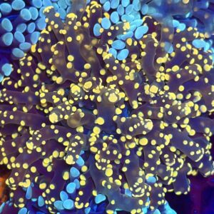 Эуфиллия Gold Frogspawn