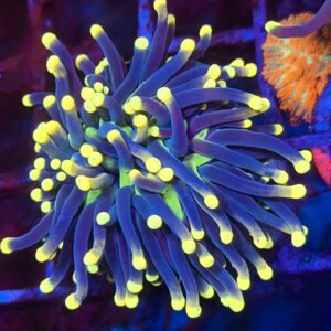 Эуфиллия факельная Yellow Tips Torch