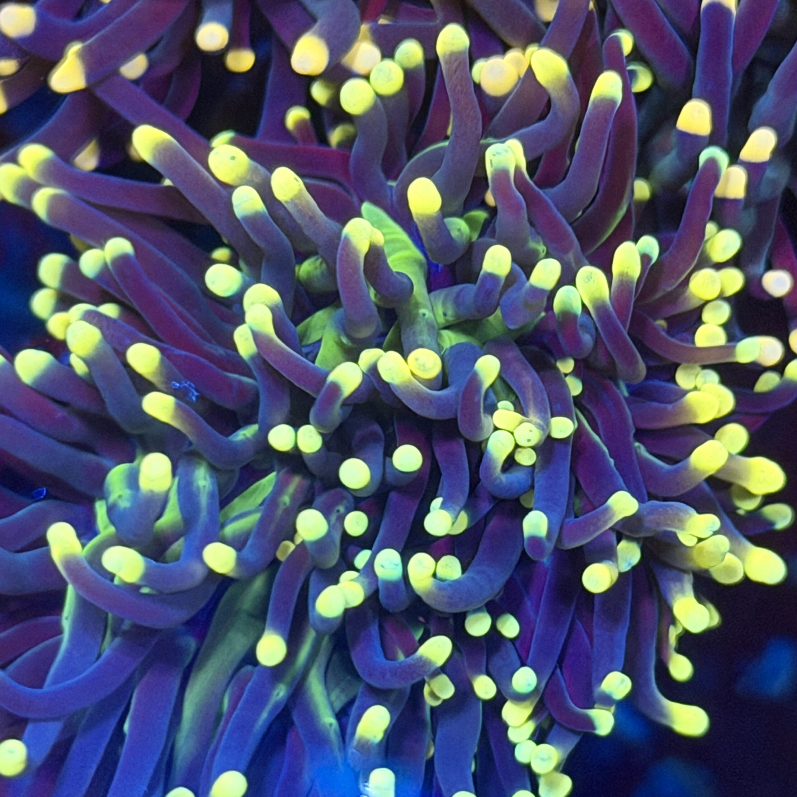 Эуфиллия факельная Yellow Tips Torch