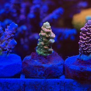 ASD Rainbow Millepora