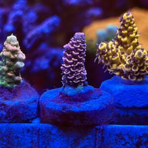 Акропора Heaven and Hell Millepora