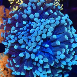 Эуфиллия Blue Hammer
