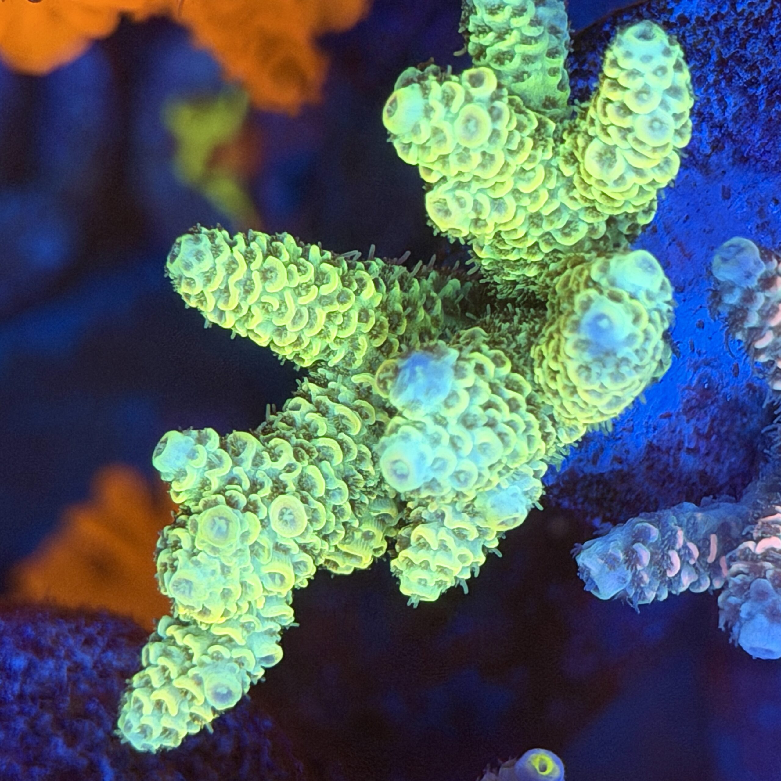 Акропора Millepora Wild Bali