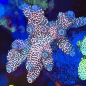 Акропора Millepora Wild Bali