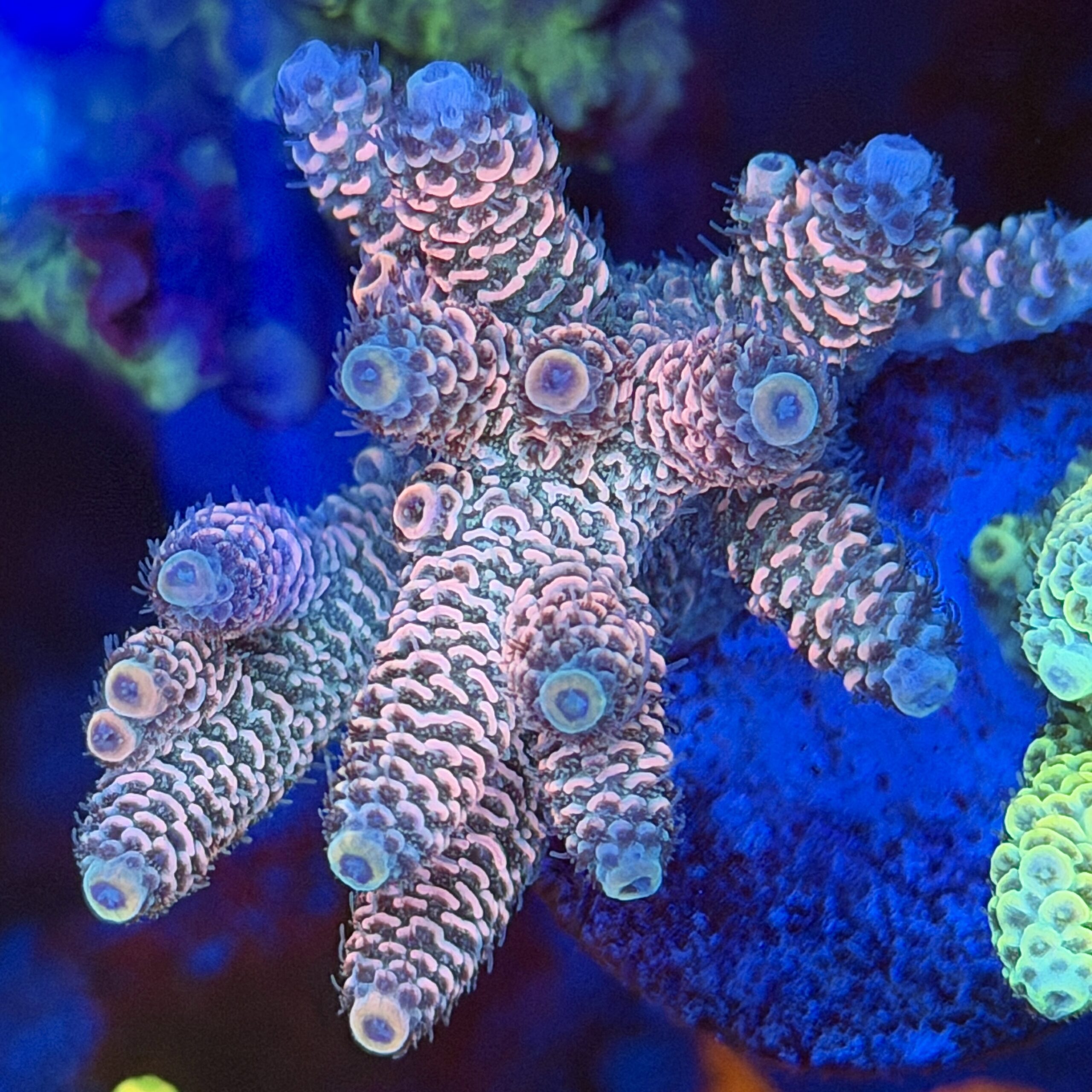 Акропора Millepora Wild Bali