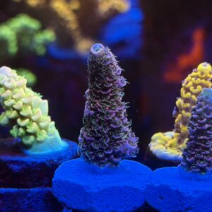 Акропора Heaven and Hell Millepora