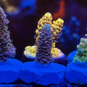 Акропора Heaven and Hell Millepora