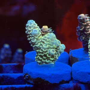 Акропора Millepora Wild Bali