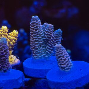 Акропора Millepora Wild Bali