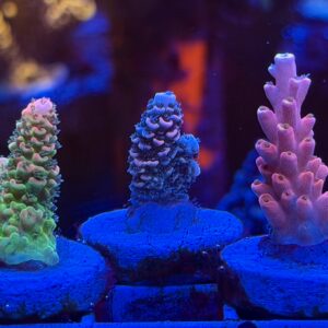 Акропора Millepora Wild Bali