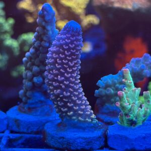 Акропора Purple Bali Staghorn