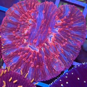 Mephisto Fungia