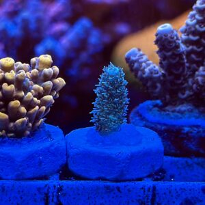 Акропора Bolo Blue Millepora
