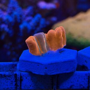 Монтипора TSA Fruit Swirl Tricolor Grafted Setosa