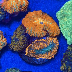 Mushroom Mix